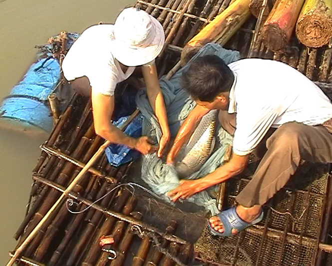 Nuôi cá lồng, một trong những ngành nghề mang lại hiệu quả trên địa bàn Bố Trạch