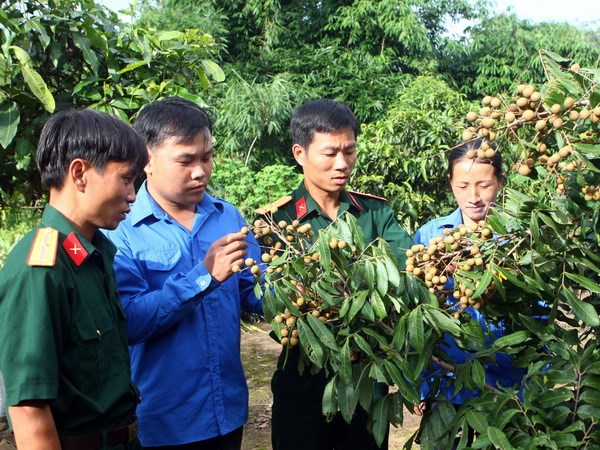 Cán bộ Đoàn kinh tế Quốc phòng 379 Điện Biên và các trítri thức trẻ trao đổi kinh nghiệm trồng và chăm sóc các giống cây ăn quả. (Ảnh: Trọng Đức/ TTXVN).