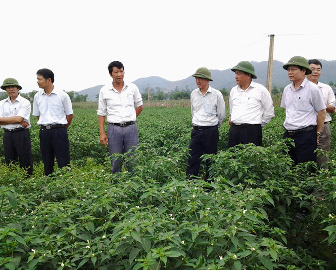 Đồng chí Trần Văn Tuân, UVTV Tỉnh ủy, Phó Chủ tịch UBND UBND tỉnh và đoàn công tác kiểm tra mô hình trồng ớt xuất khẩu tại xã Tây Trạch, huyện Bố Trạch.