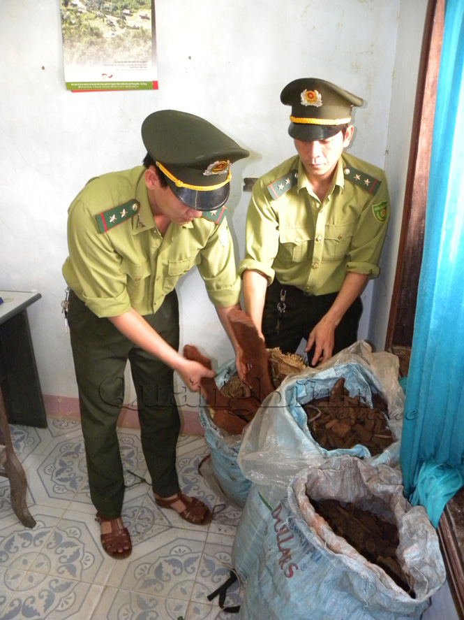 3 bao lác chứa 66kg rễ và bai gỗ huê bị lực lượng kiểm lâm cơ động Hạt kiểm lâm Vườn Quốc gia Phong Nha-Kẻ Bàng thu giữ.