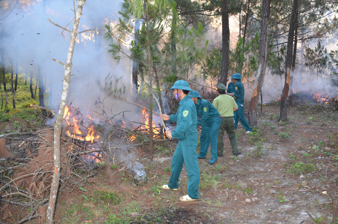 Công nhân lâm trường diễn tập PCCR ở rừng thông Ba Trại.