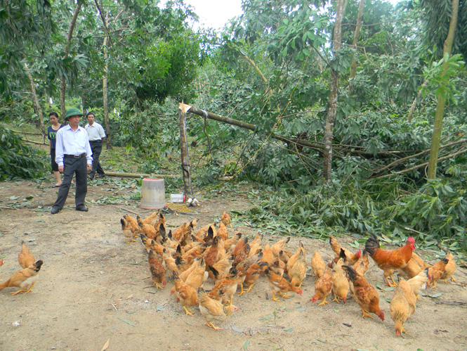 Chăn nuôi gà thả vườn có thể tận dụng được lợi thế vùng gò đồi của huyện Tuyên Hóa, mang lại giá trị kinh tế cao nhưng người dân chưa được đào tạo, tập huấn kỹ thuật bài bản.