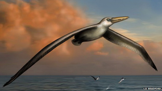 Hình minh họa loài chim Pelagornis sandersi với sải cánh 7,4m - Ảnh: BBC