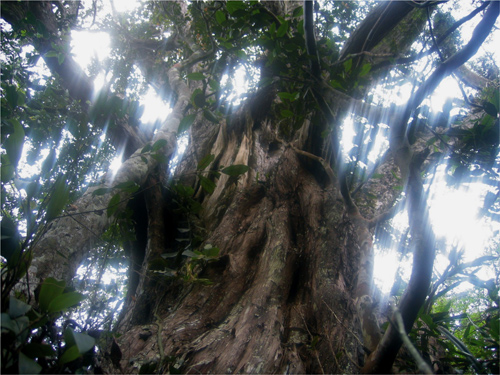 Bách xanh núi đá - Ảnh: Vườn quốc gia PN-KB cung cấp