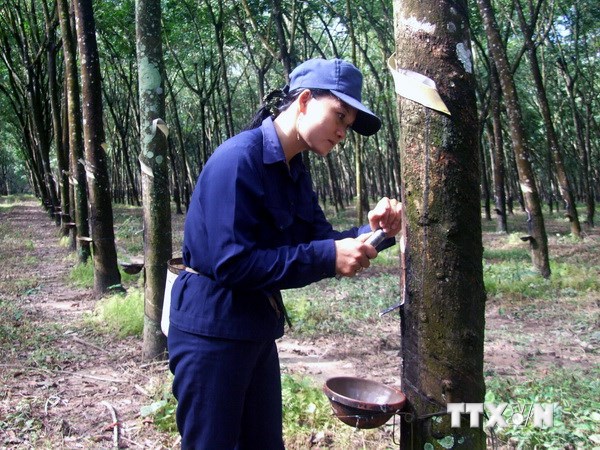 Cạo mủ cao su ở tỉnh Tây Ninh. (Nguồn: TTXVN)