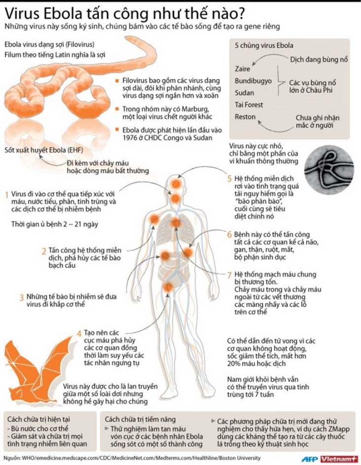 Cách virus Ebola tấn công cơ thể con người