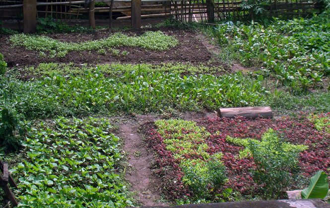Vườn rau sạch được trồng phía sau lưng trụ sở UBND xã Thượng Trạch.