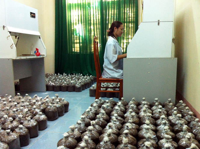 ẢnDự án “Xây dựng mô hình sản xuất các loại giống nấm,  nấm thương phẩm và chế biến nấm ở quy mô công nghiệp  tại tỉnh Quảng Bình” là một trong những dự án được chuyển giao