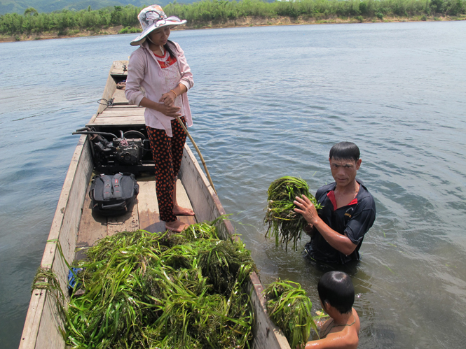Ngày hai bữa, gia đình anh Nguyễn Văn Hoàng lặn dưới đáy sông vớt tông về nuôi cá.