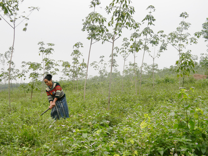 Nhờ được cấp GCNQSDĐ, nhiều hộ đồng bào dân tộc thiểu số ở xã Kim Thuỷ, huyện Lệ Thuỷ đã mạnh dạn đầu tư trồng rừng kinh tế để xoá đói giảm nghèo.