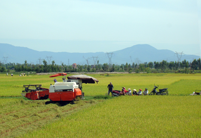 Nông dân Quảng Ninh thu hoạch lúa hè-thu.