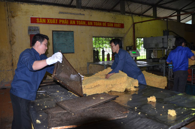 Chế biến cao su xuất khẩu ở Công ty Việt Trung.