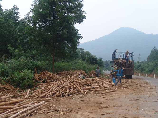 Khai thác gỗ rừng trồng dùng làm nguyên liệu dăm gỗ xuất khẩu.