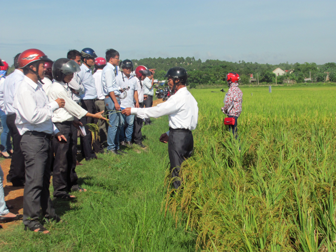 Một buổi giới thiệu giống lúa mới của Công ty CP Tổng công ty Nông nghiệp Quảng Bình.