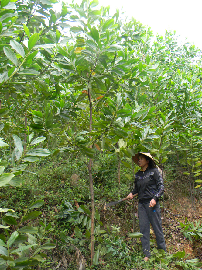 Nông dân Tuyên Hóa tích cực tham gia trồng rừng, phát triển kinh tế.