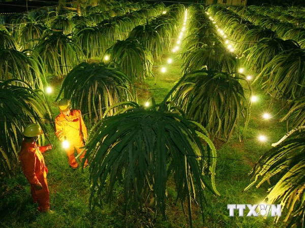 Thay đèn sợi đốt bằng đèn tiết kiệm điện cho hộ nông dân trồng cây thanh long ở huyện Hàm Thuận Nam, Bình Thuận. (Ảnh: Ngọc Hà/TTXVN)