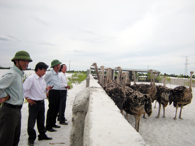 Mô hình chăn nuôi đà điểu của nông dân Quảng Trạch.