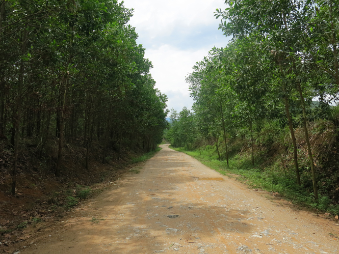Một khu rừng trồng ở xã Trọng Hóa đang phát triển tốt.