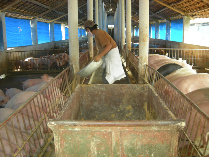 Mô hình trang trại nuôi lợn có hiệu quả ở phường Bắc Lý.