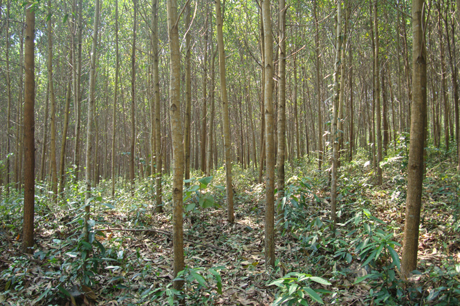 Rừng trồng đang được người dân huyện Tuyên Hóa quan tâm bảo vệ và phát triển.