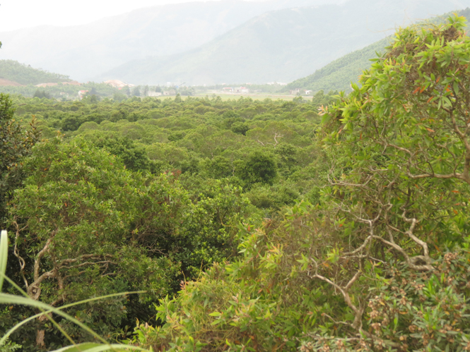 Góc rừng làng Vĩnh Sơn xanh mướt dưới Hoành Sơn.