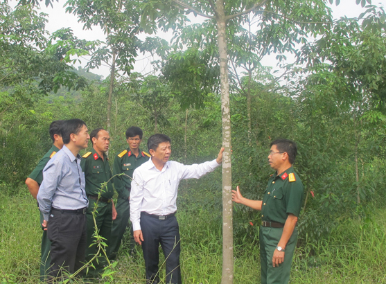 Đồng chí Nguyễn Hữu Hoài, Phó Bí thư Tỉnh uỷ, Chủ tịch UBND tỉnh thăm vườn cây cao su của Đoàn 79.