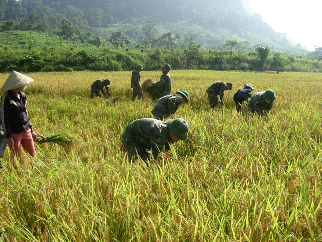 Bộ đội Biên phòng giúp đồng bào Rục thu hoạch lúa hè-thu năm 2014.