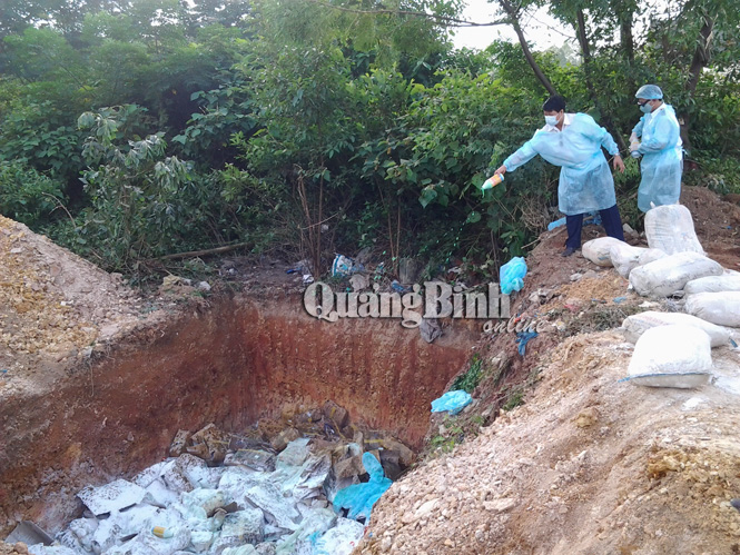 11,3 tấn gà nguyên con đông lạnh bị tiêu hủy tại bãi rác tập trung huyện Quảng Ninh.