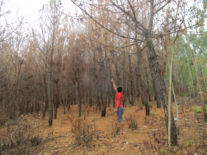 Một khu rừng thông ở thôn 2, xã Lâm Trạch bị sâu róm phá hoại.