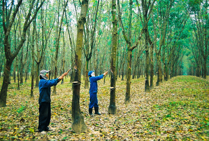 Những khu rừng cao su bạt ngàn ở thị trấn Nông trường Việt Trung.