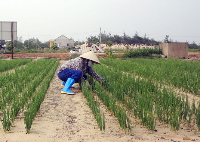 Xây dựng “nền kinh tế xanh” bền vững với các chương trình, dự án hướng vào nông dân sẽ là giải pháp giúp nhà nông ứng phó với BĐKH.