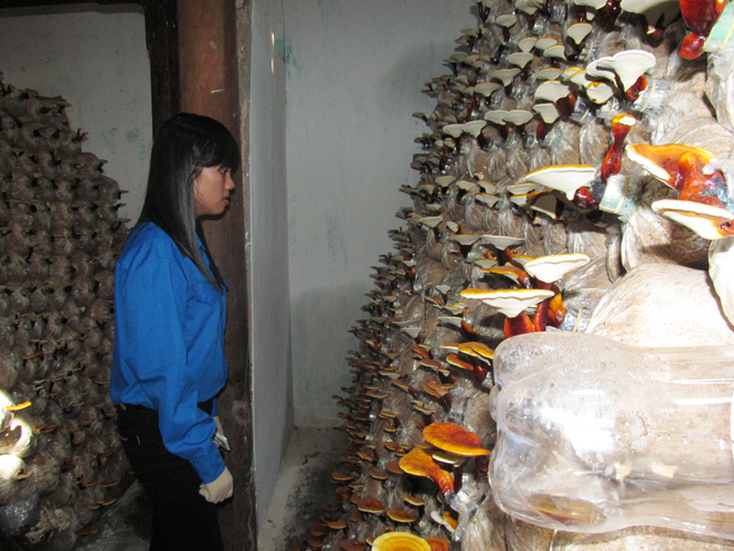 Mô hình trồng nấm của Chi đoàn thôn Thuận Phước mở ra hướng làm ăn mới cho đoàn viên, thanh niên.