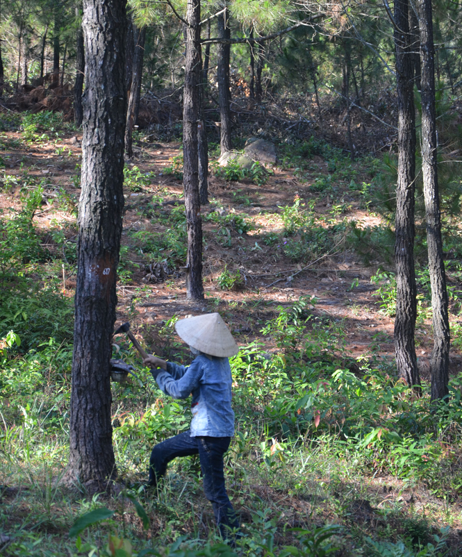 Hộ dân nhận khoán rừng thông ở xã Sơn Lộc, Bố Trạch.