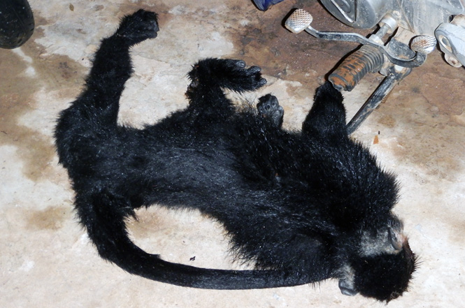 Cá thể Vọoc phát hiện ngày 4-11-2014 tại VQG Phong Nha – Kẻ Bàng.