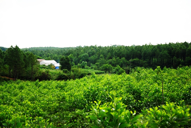 Thái Thủy đã phủ màu xanh bởi hàng nghìn ha rừng trồng