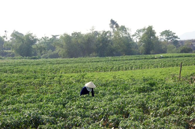 Cây ớt, một trong những loại cây trồng thuộc Đề án tái cơ cấu nông nghiệp của huyện Bố Trạch với mô hình cánh đồng mẫu lớn.