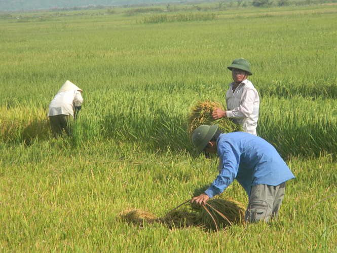 Nông dân Bố Trạch thu hoạch lúa đông-xuân.