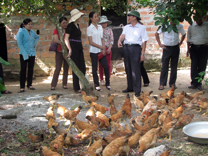 Lãnh đạo Sở Khoa học và Công nghệ kiểm tra tính hiệu quả của mô hình nuôi gà thả vườn ở Nam Hóa (Tuyên Hóa).