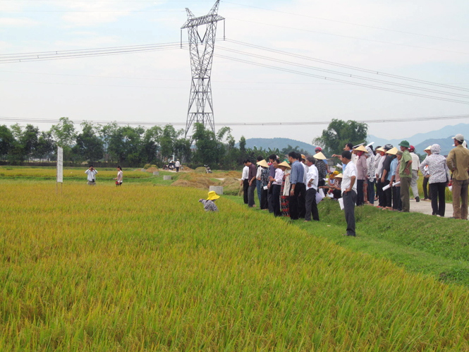 Mô hình sản xuất lúa theo quy trình SRI tại xã Quảng Hòa.