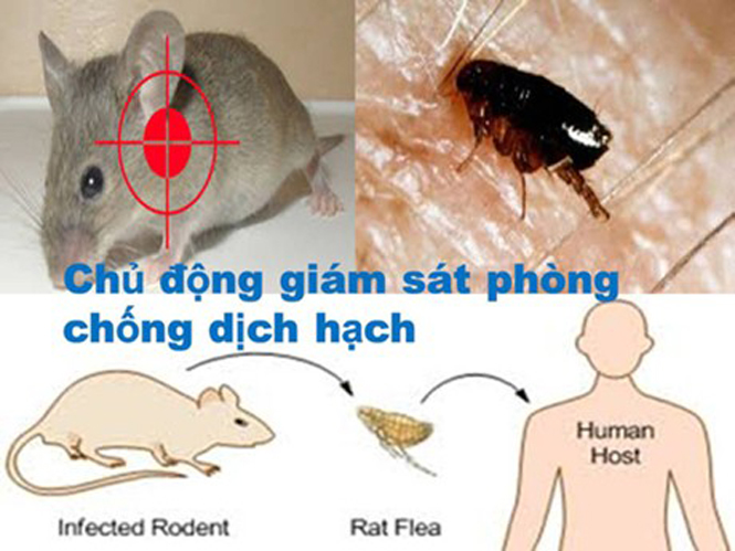 Diệt chuột và bọ chét để phòng, chống bệnh dịch hạch