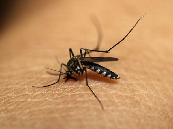 Muỗi-ký sinh trùng gây bệnh sốt rét. (Nguồn: india.com)
