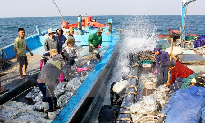 Ngư dân Việt Nam chuyển cá từ tàu đánh bắt sang tàu hậu cần trên Vịnh Bắc Bộ. (Ảnh: Thế Duyệt/TTXVN)