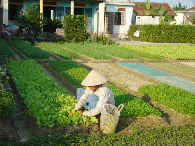 Nông dân xã Cam Thủy (Lệ Thủy) tích cực phát triển diện tích rau màu cho hiệu quả kinh tế cao.