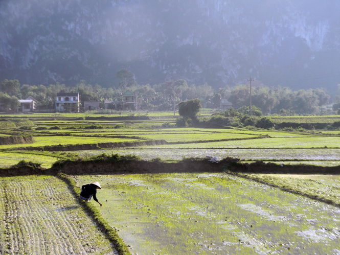 Nông dân Tuyên Hoá tích cực chăm sóc, phòng trừ sâu bệnh cho lúa đông-xuân 2014-2015.