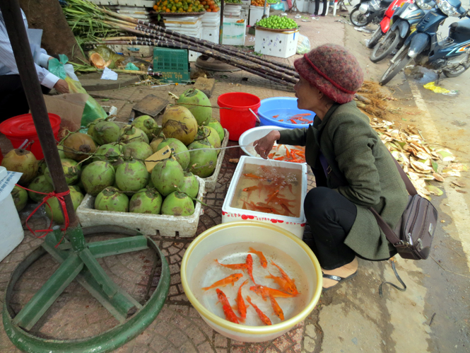 Chị Đào Thị Mươi (Bảo Ninh, TP.Đồng Hới) là một trong những tiểu thương chợ Đồng Hới bán cá chép đầu tiên. Với giá 17.000 đồng/cá chép loại nhỏ và 20.000 đồng/cá chép loại lớn, năm nay, chị dự tính bán khoảng từ 350-400 con cá chép.