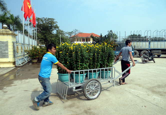Anh Hoàng Văn Thông chia sẻ, năm nay, anh tiếp tục bán hơn 700 cây quất và 400 chậu cúc.