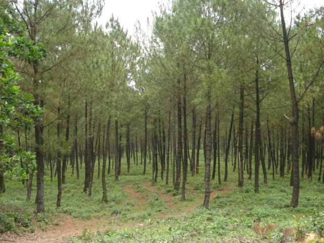 Rừng thông trên địa bàn huyện Lệ Thủy được bảo vệ và phát triển tốt.