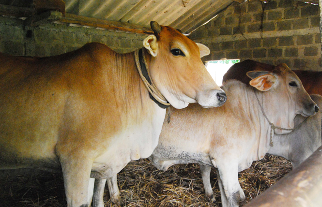 Các giống bò lai được lựa chọn để lai tạo đều có tầm vóc lớn, tăng trọng nhanh.