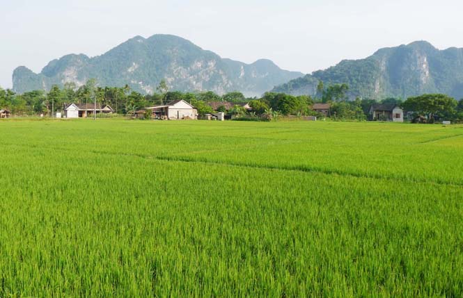 Màu xanh lúa nước ở làng Kim Bảng, xã Minh Hóa, huyện Minh Hóa.        Ảnh: P.V