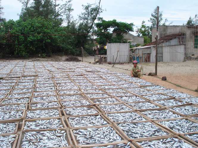 Tận dụng lợi thế từ biển, phụ nữ các xã vùng bãi ngang Lệ Thủy đẩy mạnh chế biến sản phẩm cá khô mang lại nguồn thu nhập khá.